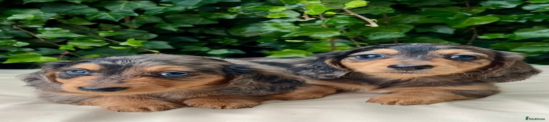 Dachshund Puppy 4