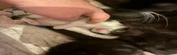 Mixed Breed cats for sale: Main coon/ ragdoll mix kittens  - Advert 1