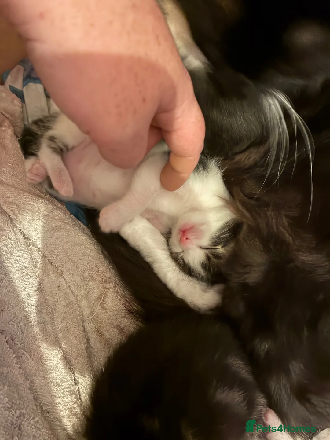 Mixed Breed cats for sale: Main coon/ ragdoll mix kittens  - Advert 1