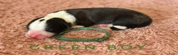 Border Collie dogs for sale: Fully Health Tested, KC registered puppies due - Advert 5