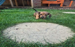 Dachshund dogs for sale: Exceptional dachshunds  - Image 5