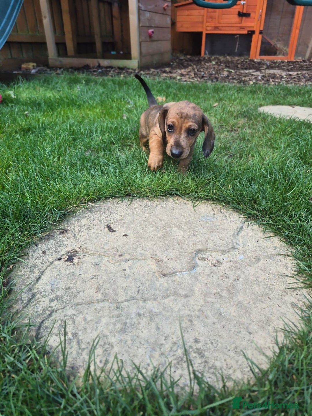 Dachshund dogs for sale: Exceptional dachshunds  - Image 5