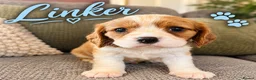 Cavalier King Charles Spaniel dogs for sale: KC Reg Cavalier Pups  - Advert 19