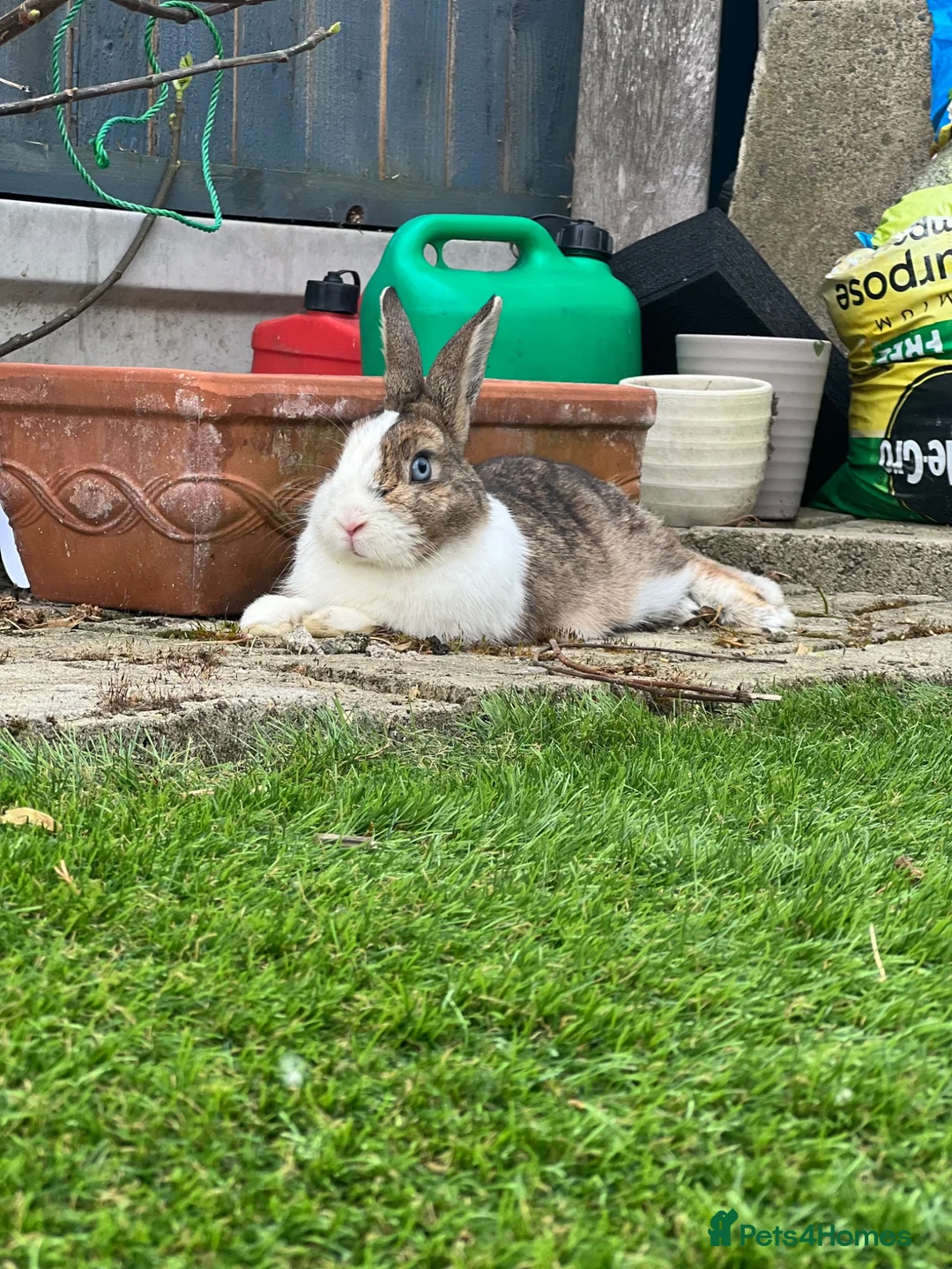 Dutch rabbits for sale: Dutch male in Barking - Advert 7