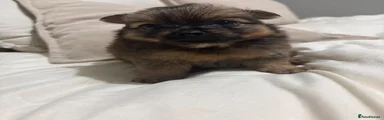 Pomeranian 3