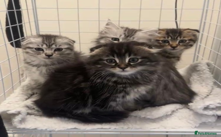 Scottish Fold cats in Liverpool - Advert 1
