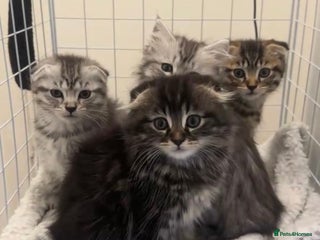 Scottish Fold cats in Liverpool - Advert 9