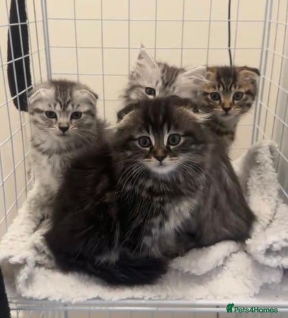 Scottish Fold cats in Liverpool - Advert 15