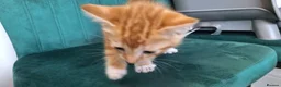 British Shorthair cats for sale: 4 Beautiful kittens for sale. in Redditch - Advert 9