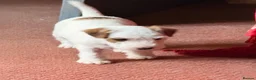 Parson Russell dogs for sale: Two Beautiful Parson Russell puppies - Advert 9