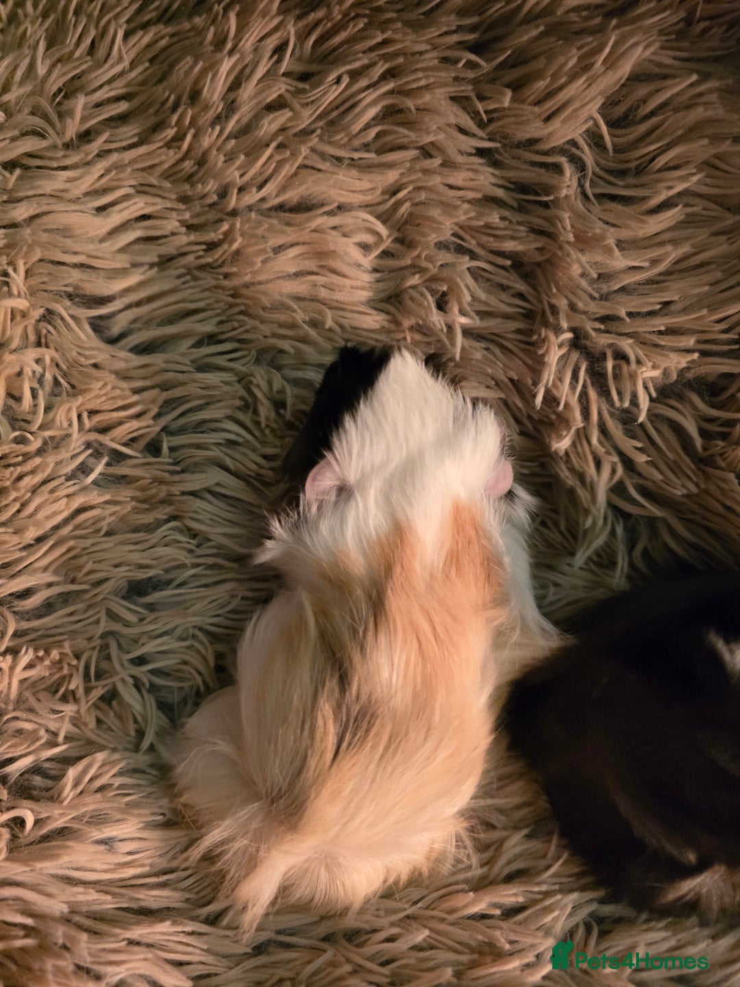 Guinea Pig rodents for sale: 2 female guineapigs  - Advert 4