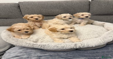 Maltipoo dogs - Advert 3