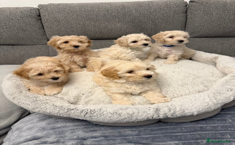 Maltipoo dogs - Advert 10