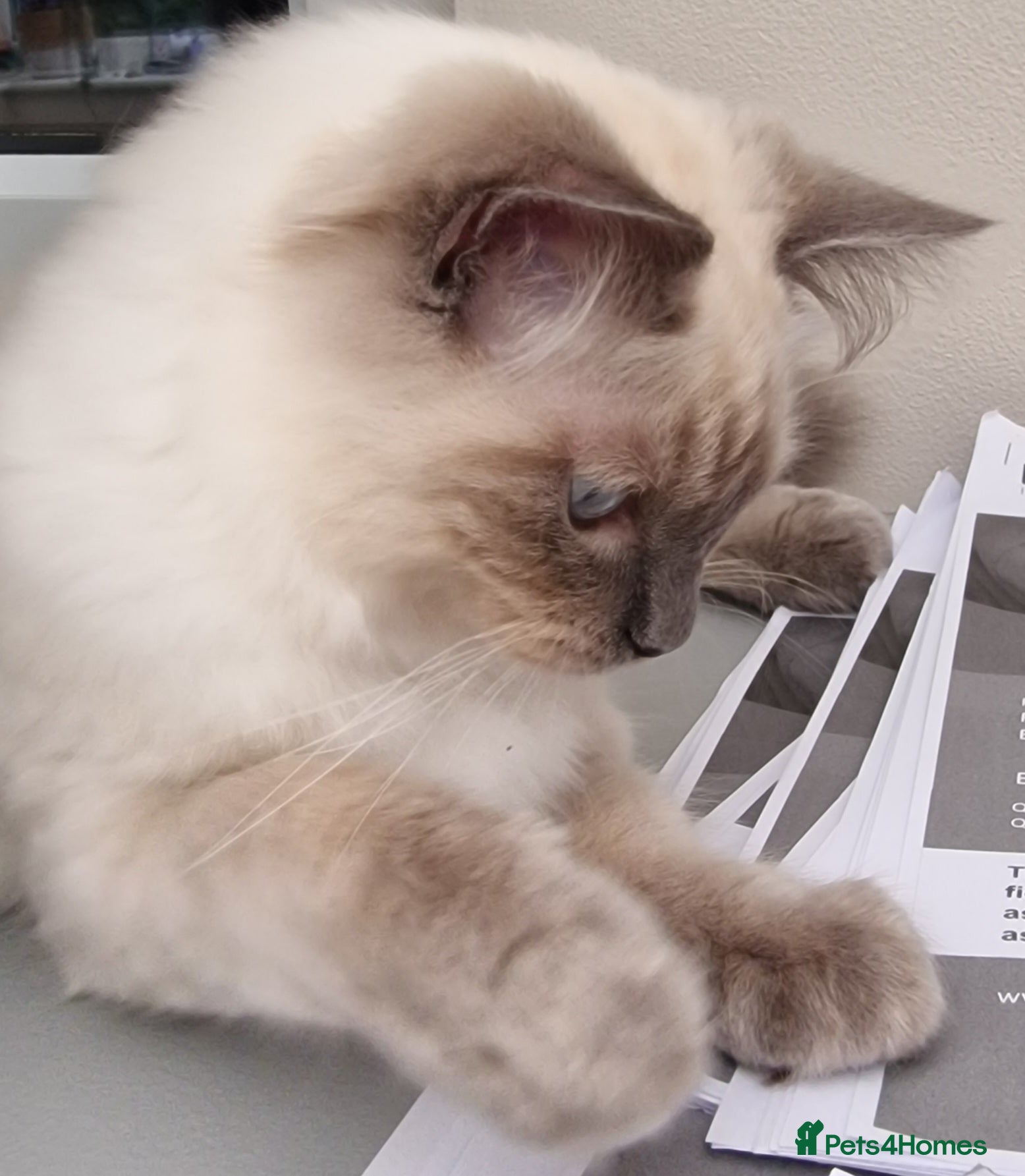 Ragdoll cats Cosmo - Advert 2