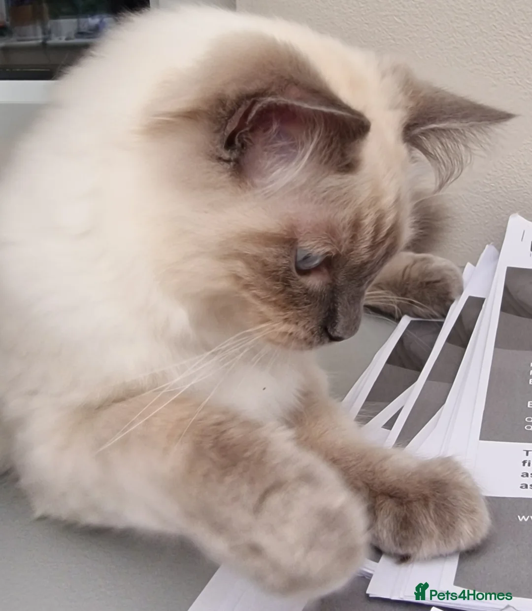 Ragdoll cats for stud: Cosmo - Advert 2