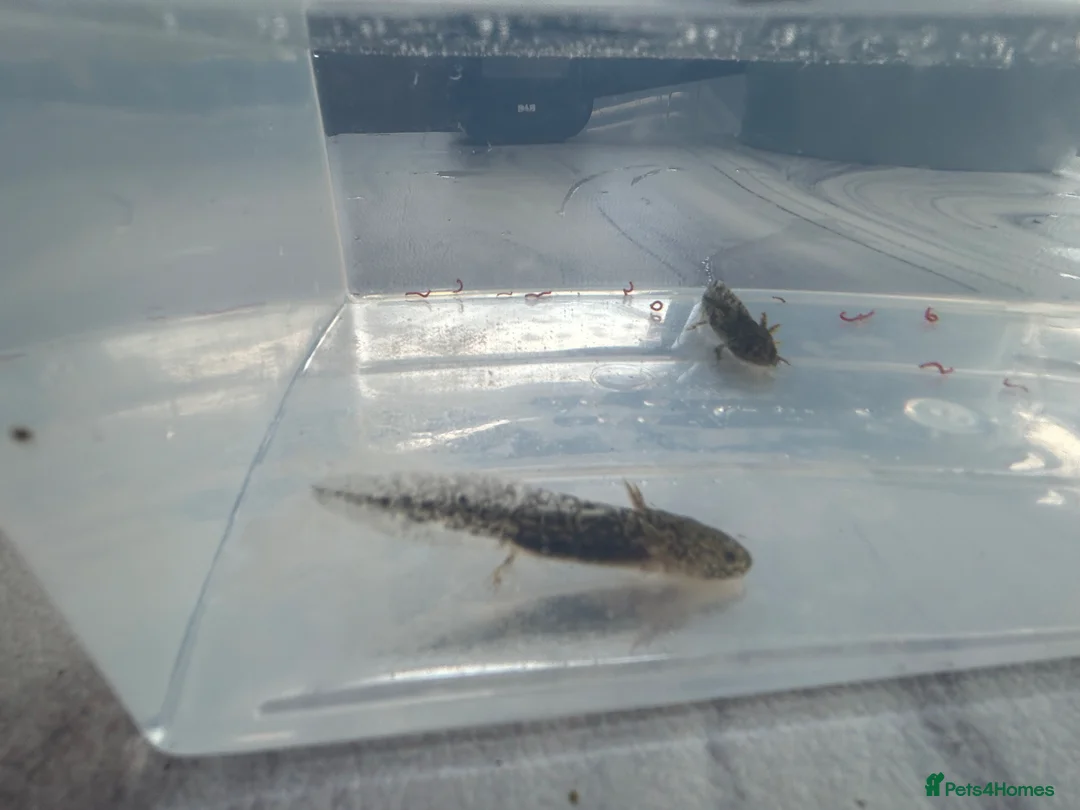 Axolotl reptiles for sale: Tank ready juvenile axolotls - Advert 2