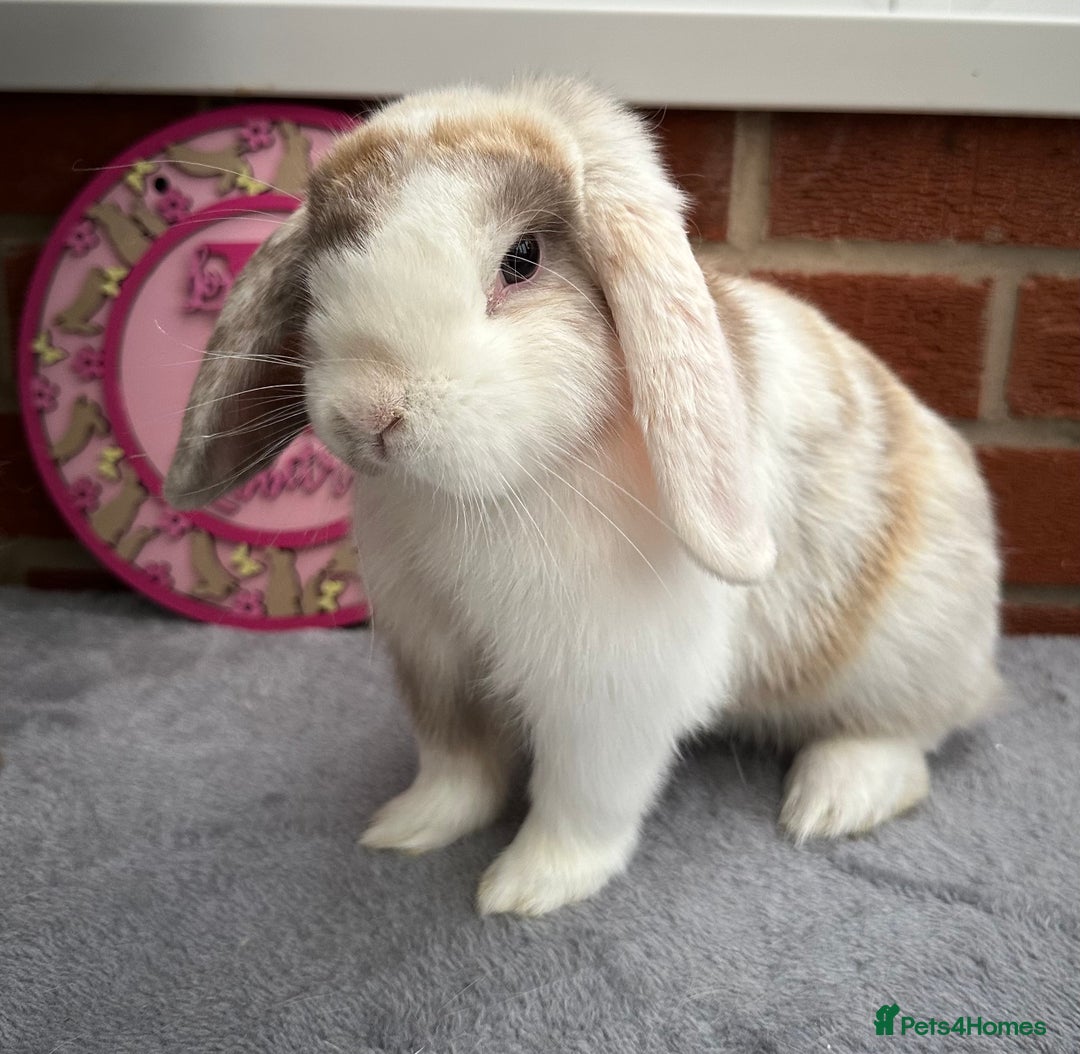 Mini Lop rabbits for sale: Pure bred minilop - Image 2