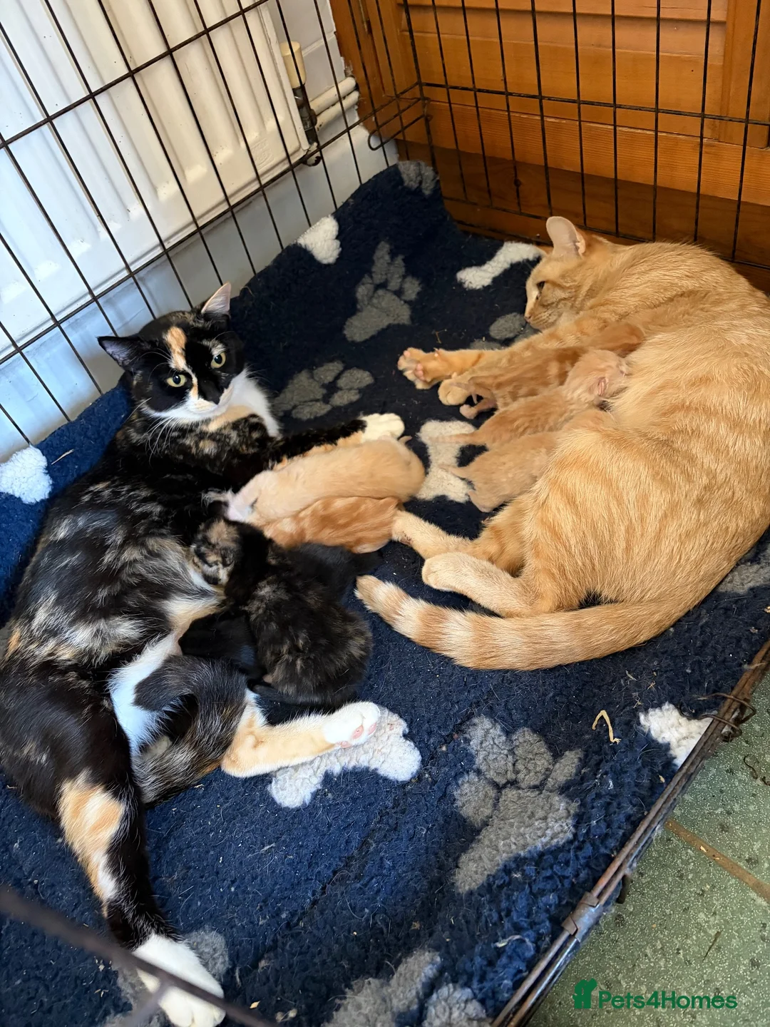 Mixed Breed cats for sale: Amazing kittens Gingers and lovely colours  - Advert 7