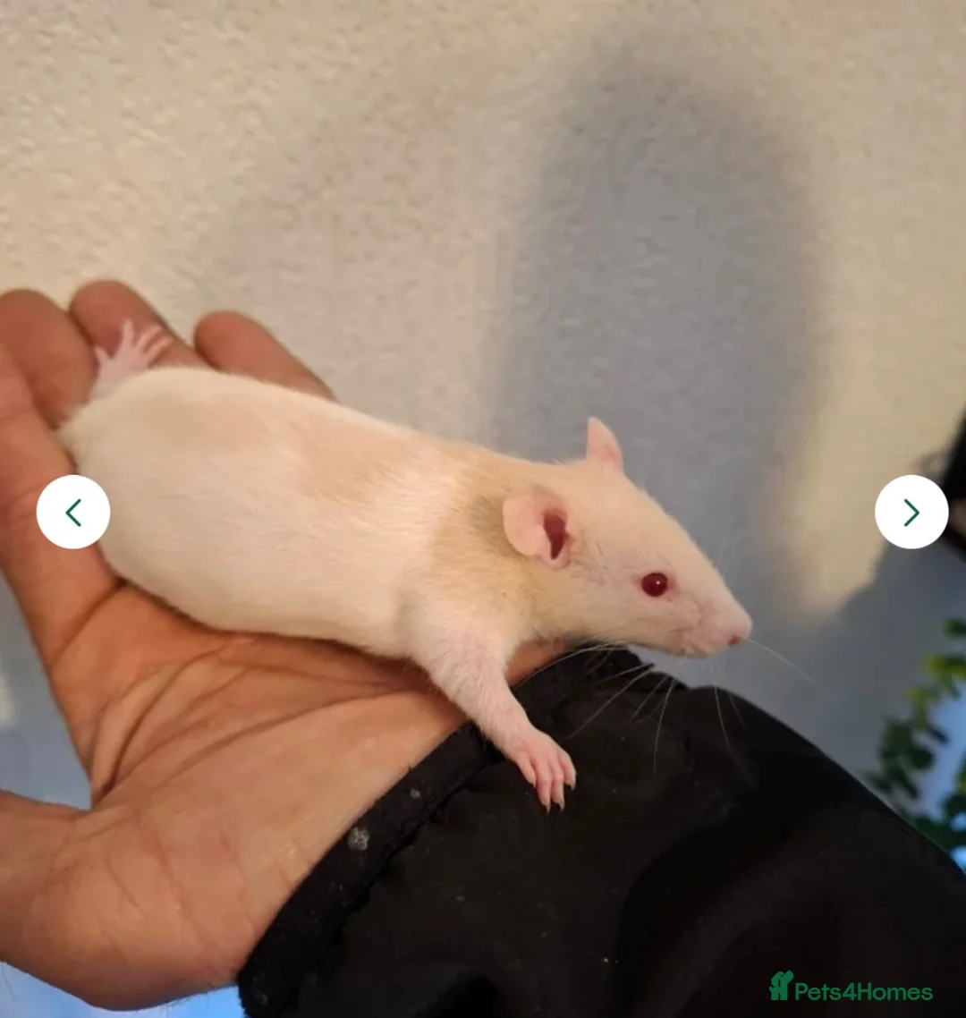 Rat rodents for sale: 2 female rats for rehoming in bradford - Advert 2