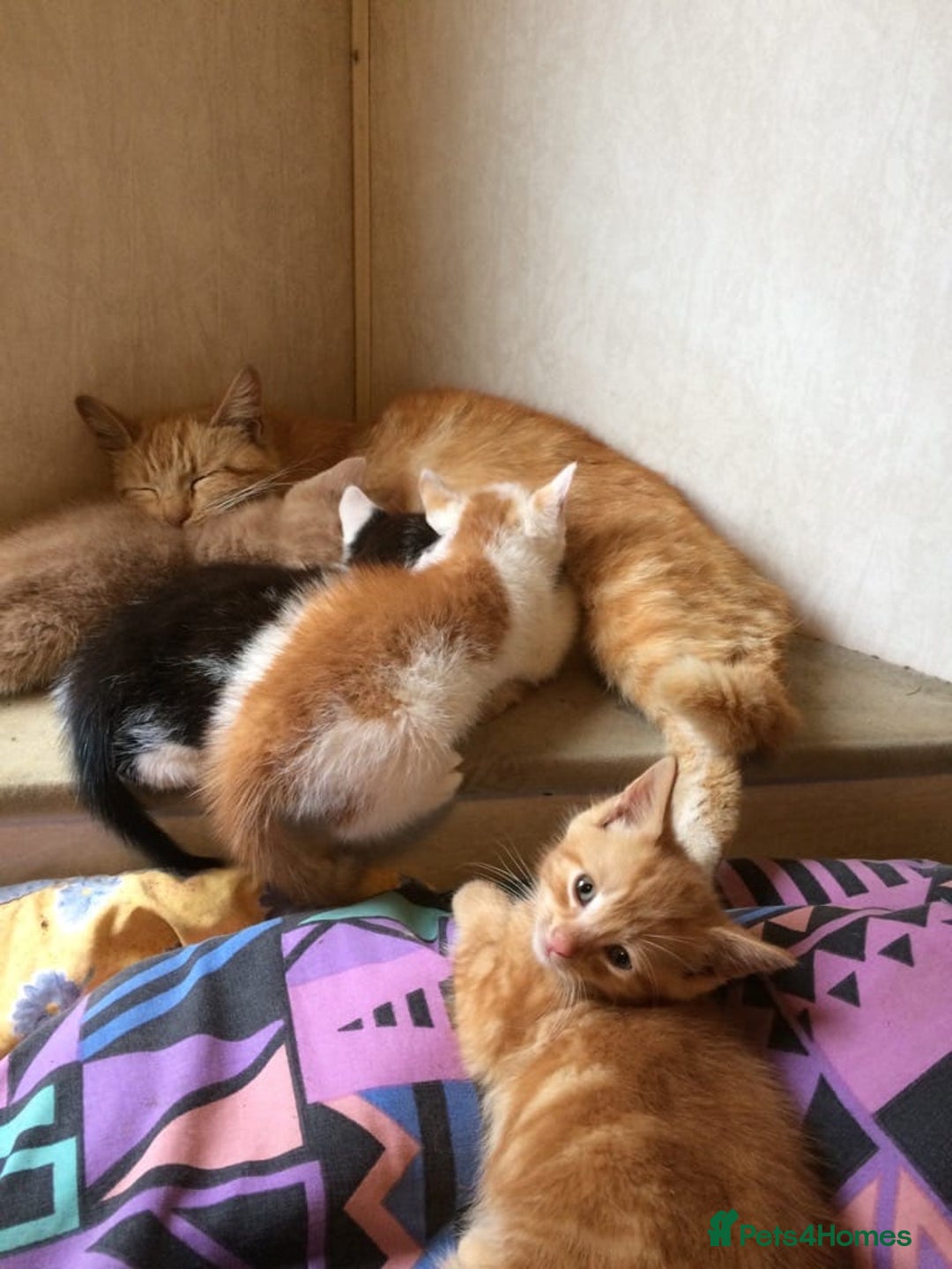 Mixed Breed cats for sale: Kittens for sale - Image 5