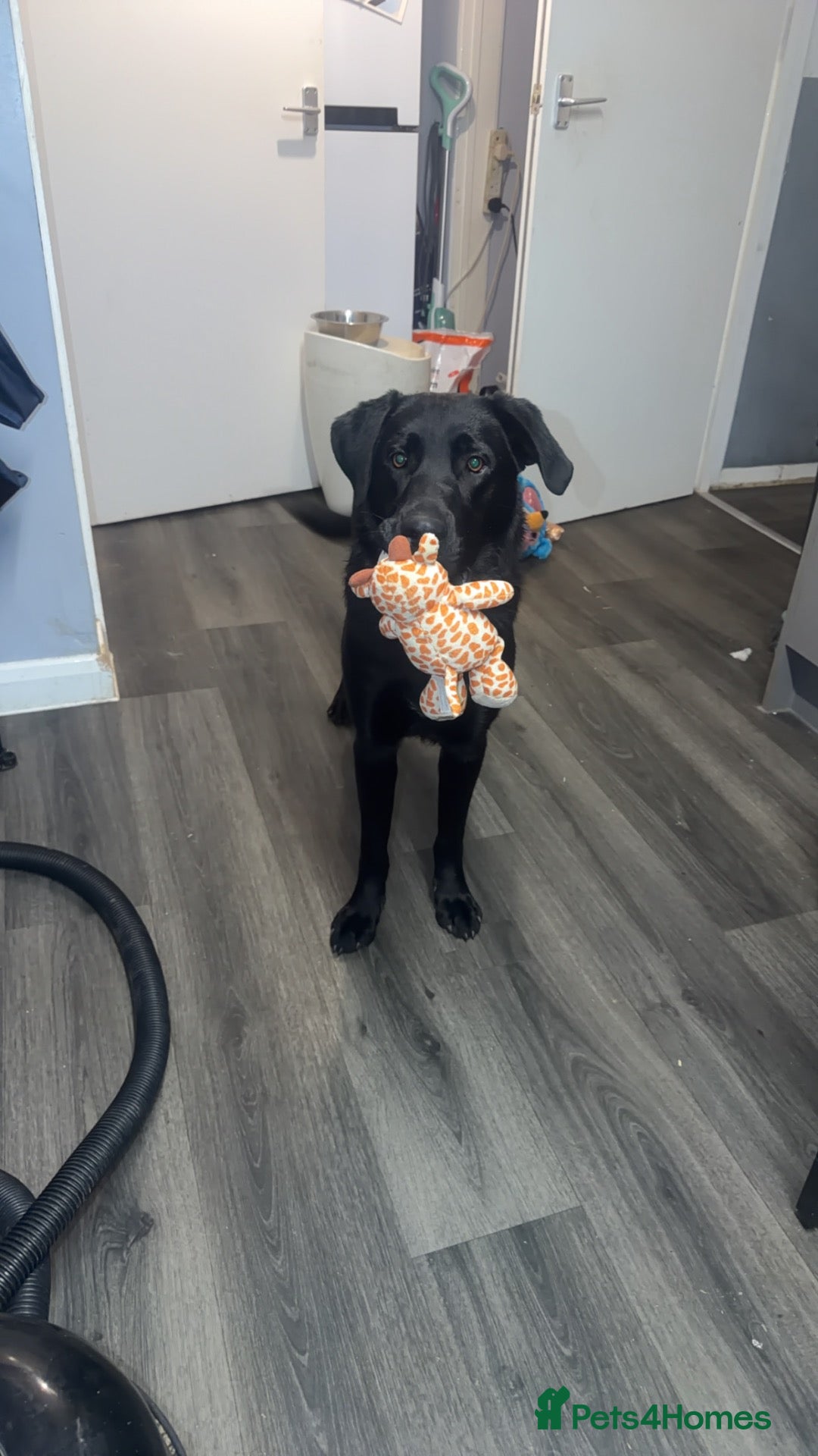 Labrador Retriever dogs Much loved 18 month old lab  - Advert 1