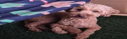 Labradoodle dogs for sale: Male toy labradoodle  - Advert 19
