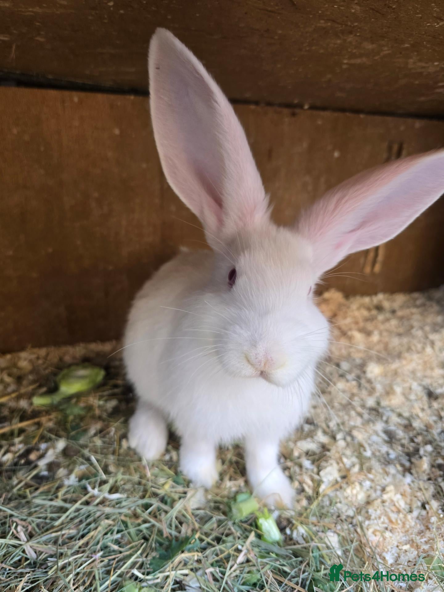 Continental Giant rabbits Continental Giant Rabbit Kits Bookings Now Open 🐰 - Advert 2