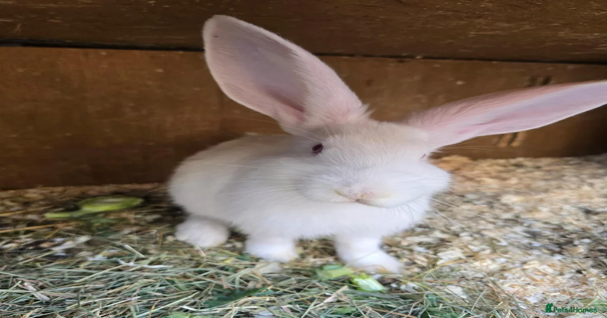 Giant continental Rabbits for Sale for sale | Pets4Homes