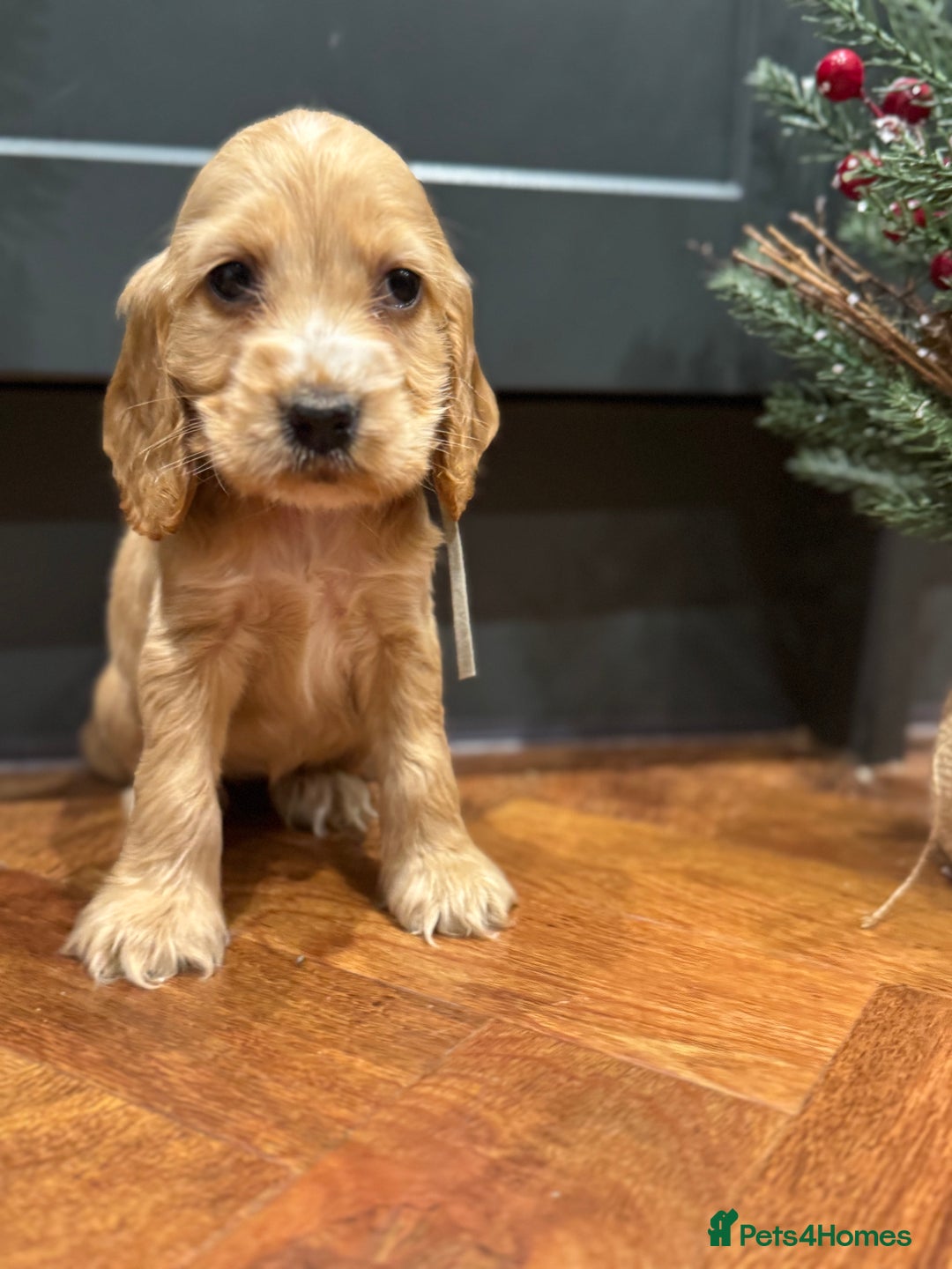 Cocker Spaniel dogs for sale: Gorgeous KC Show Cocker Spaniel Puppies - Advert 18