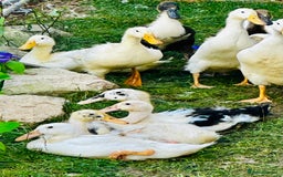 Ducks poultry for sale: Indian Runner Ducks - READY NOW 😊 - Image 9