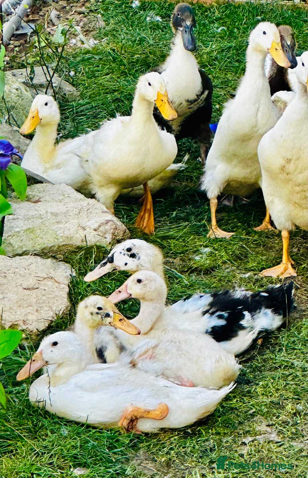 Ducks poultry for sale: Indian Runner Ducks - READY NOW 😊 - Image 9