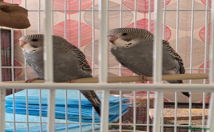 Budgerigars birds in Stockton-on-Tees - Advert 2