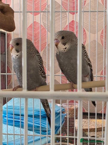 Budgerigars birds in Stockton-on-Tees - Advert 19