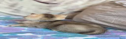 British Shorthair cats for sale: British Shorthair  - Advert 7