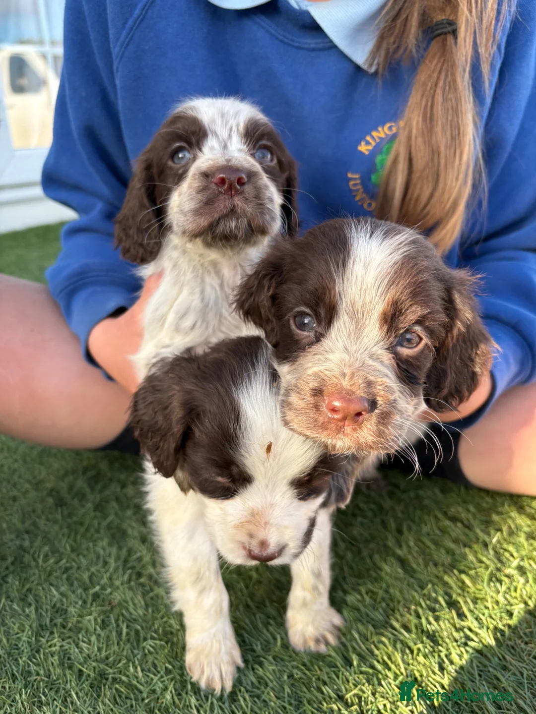 Cocker Spaniel dogs for sale: Cocker spaniel puppies 4boys 2girls  - Advert 2