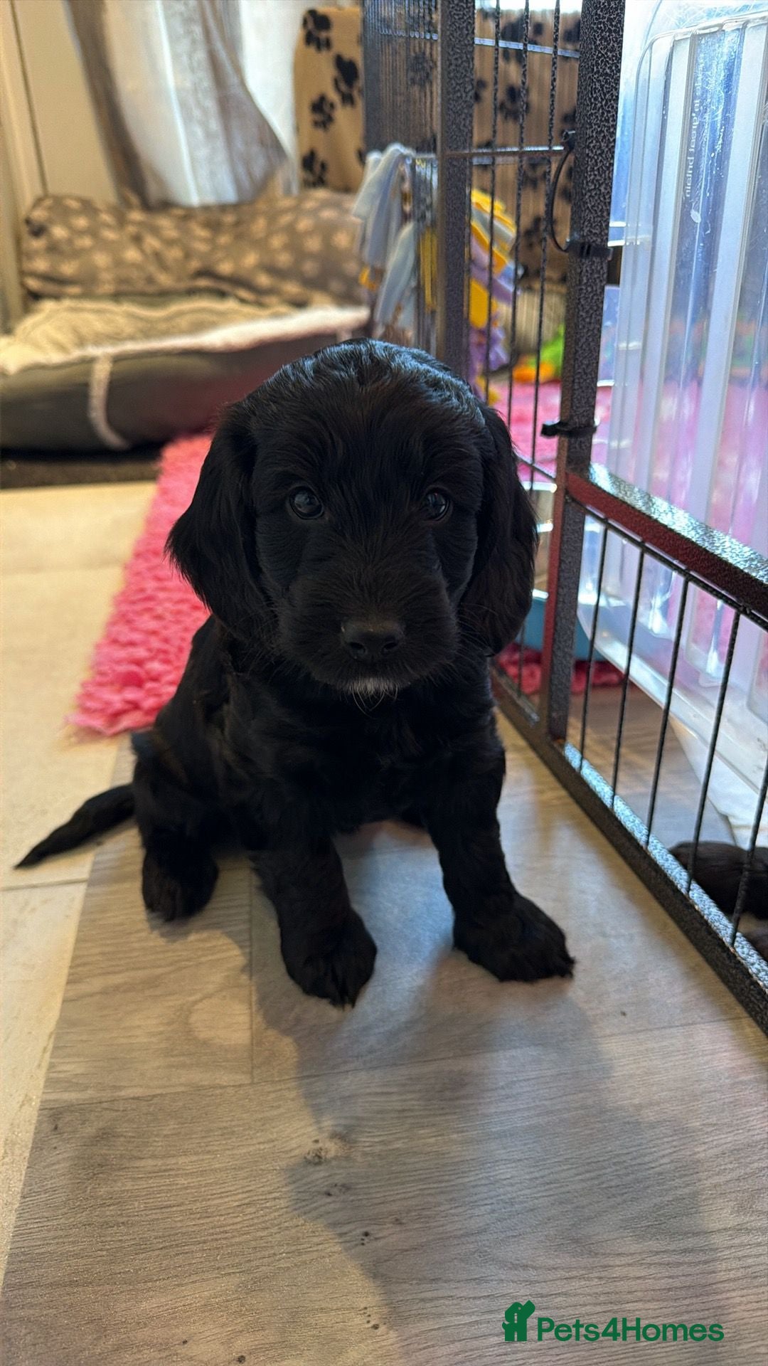 Cockapoo dogs for sale: F1b Cockapoo Puppies (One boy left) - Advert 21