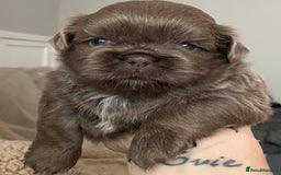 Shih Tzu dogs for sale: BLUE CARRING CHOC/LILAC IMPERIAL BOYS - Image 6
