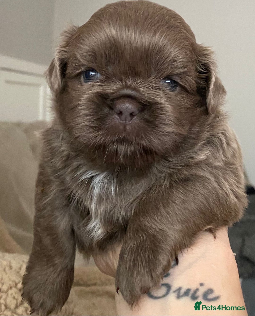 Shih Tzu dogs for sale: BLUE CARRING CHOC/LILAC IMPERIAL BOYS - Image 6