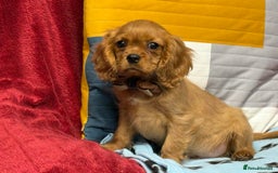 Cavalier King Charles Spaniel dogs for sale: Cavalier king Charles  Ruby's puppy's   - Image 13