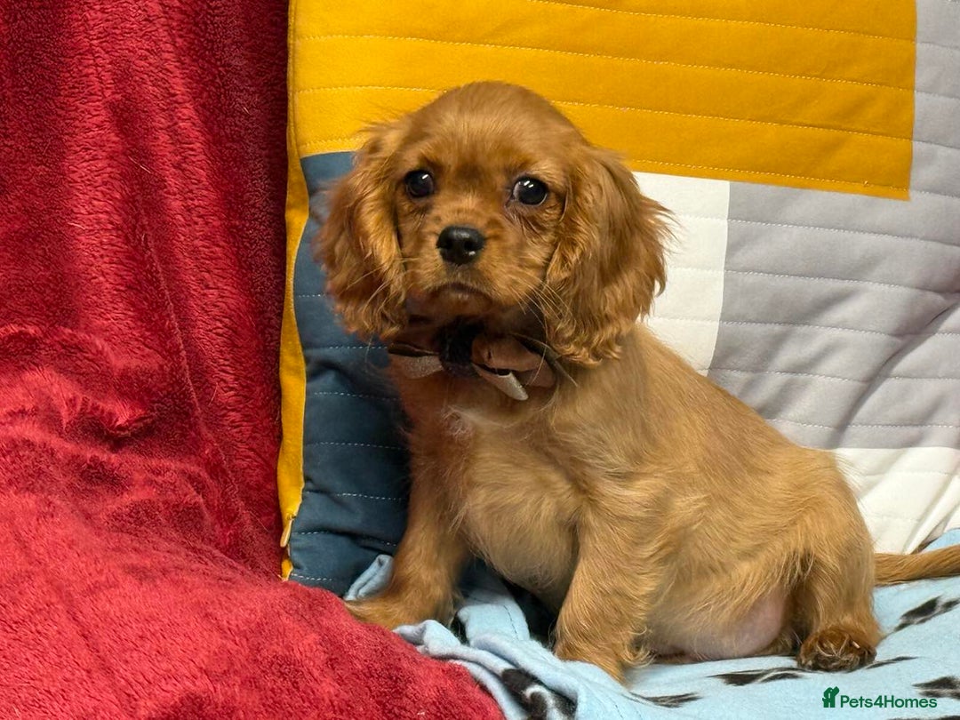 Cavalier King Charles Spaniel dogs for sale: Cavalier king Charles  Ruby's puppy's   - Image 13