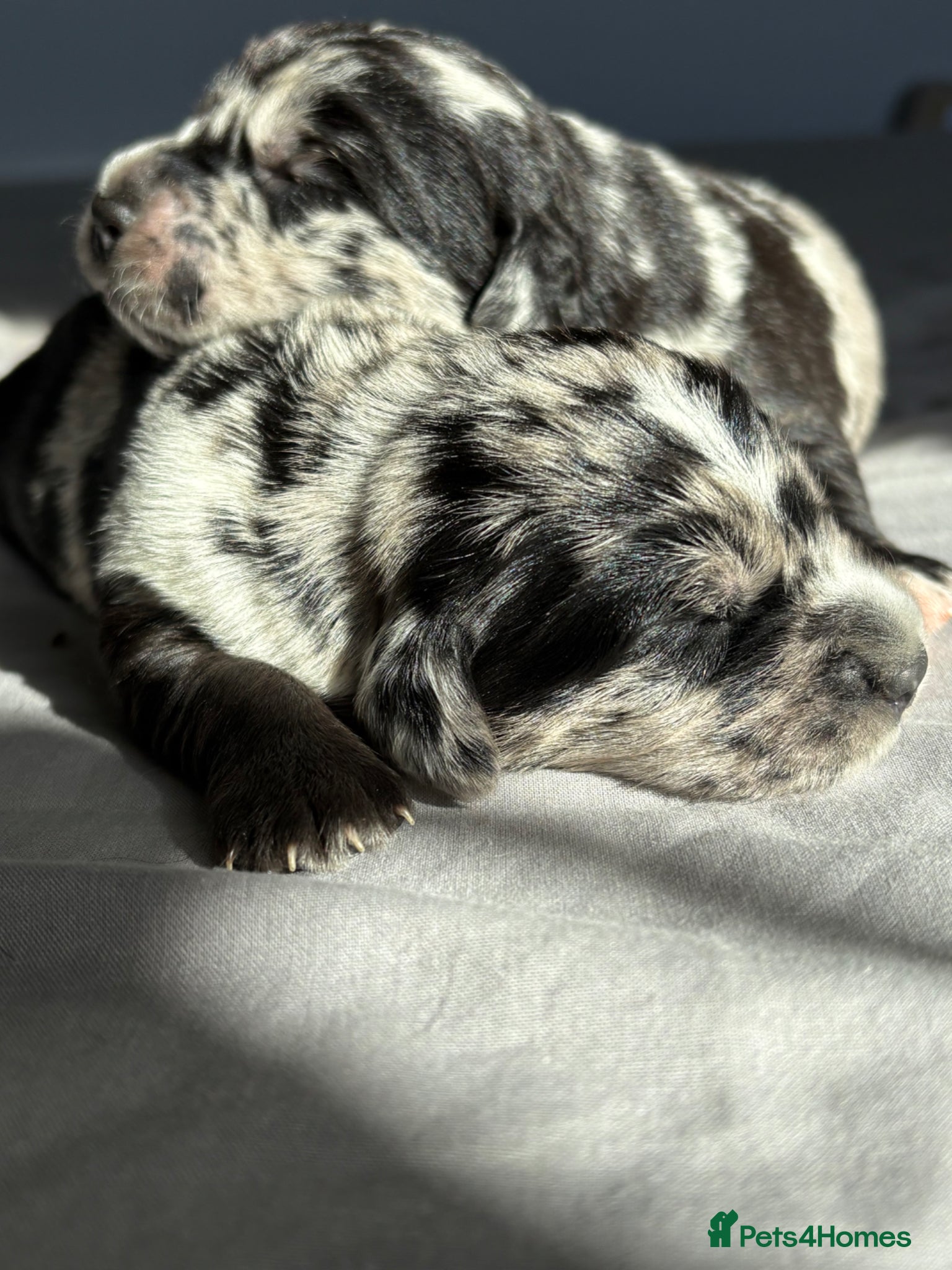 Mixed Breed dogs Labradoodles  - Advert 1