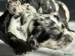 Mixed Breed dogs Labradoodles - Advert 1