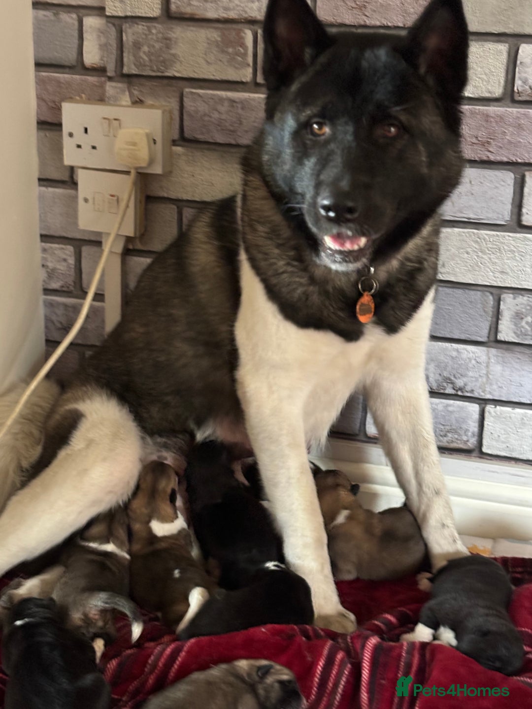 Akita dogs for sale: American bear faced akitas - Image 2