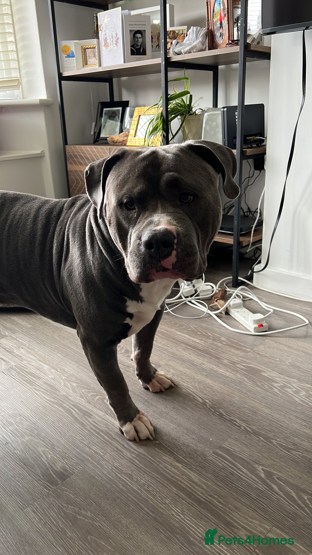 American Bulldog dogs for sale: Loving American Bulldog for Sale  - Image 10