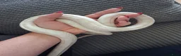 Corn Snake reptiles for sale: Various corn snakes for sale, Snow Tessera & more - Advert 31