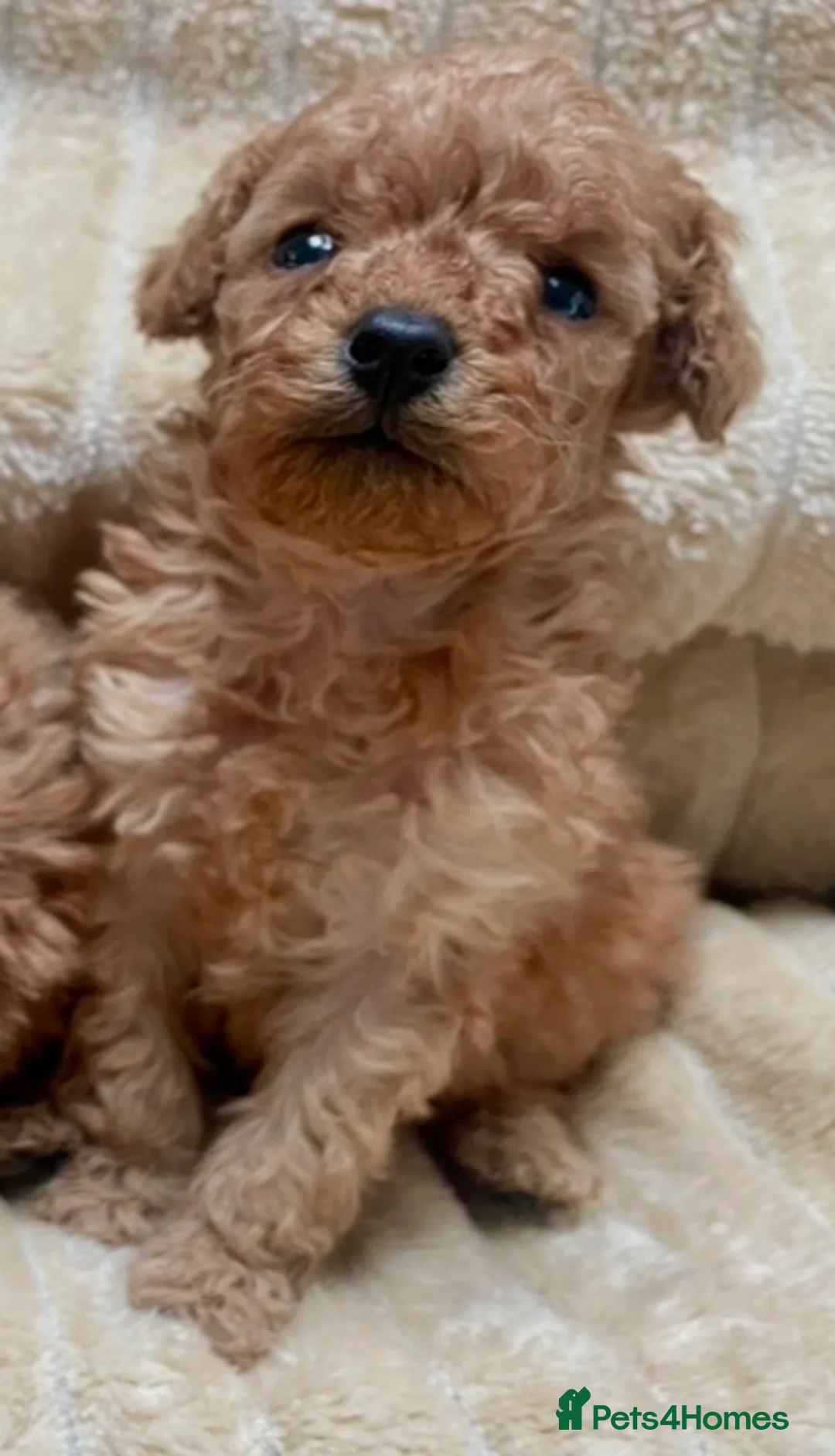 Mixed Breed dogs for sale: 2 adorable miniature poodles  - Advert 17