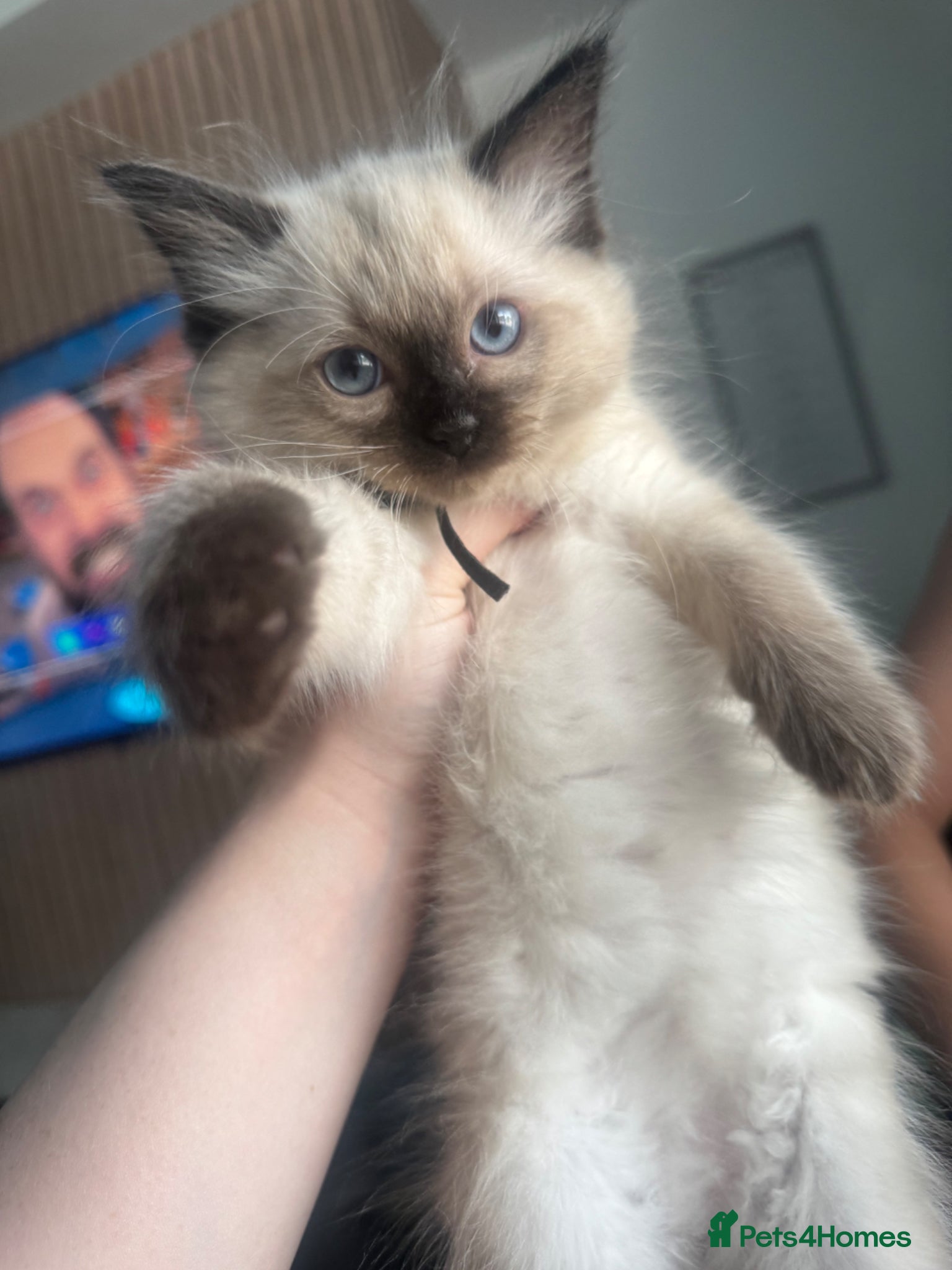 Ragdoll cats for sale: READY NOW RAGDOLL KITTENS  - Advert 24