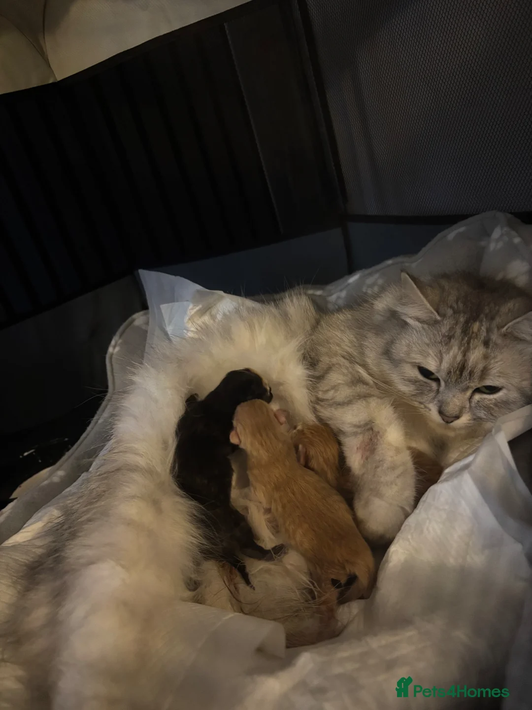 Scottish Fold cats for sale: Beautiful ginger kitten  - Advert 4