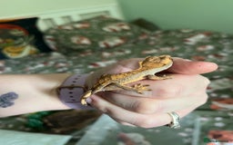 Gecko reptiles for sale: Lilly white and Dalmatian harlequin crested geckos - Image 21