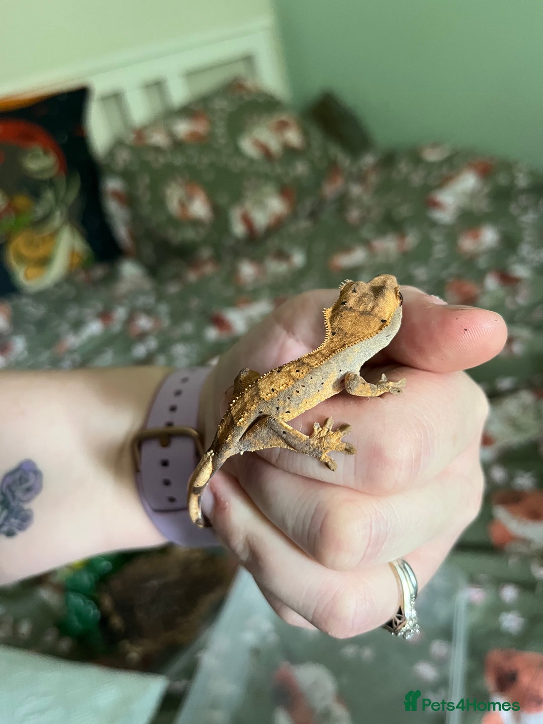 Gecko reptiles for sale: Lilly white and Dalmatian harlequin crested geckos - Image 21